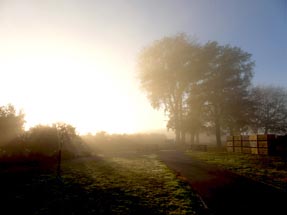 Die Sonne scheint in der Apfelplantage