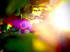 Ein roter Apfel leuchtet in der Sonne