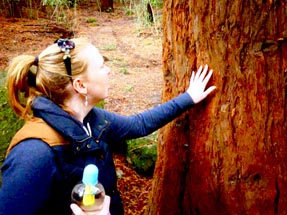 A Forest full of redwoods