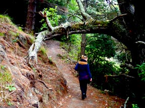 Bianca auf dem Waldweg zum Gipfel
