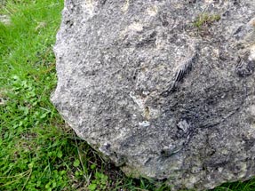 mussel shell fossil on the rock