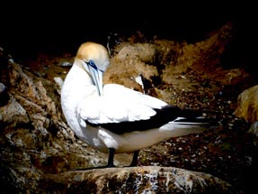 Gannet cleans his feathering