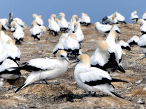 Gannets Colony