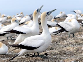 Two gannets are looking for a partner