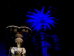 Palme beleuchtet Napier