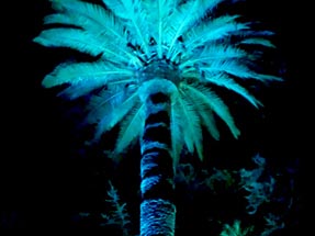 Erleuchtete Palme in Napier