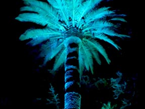 Blue Enlightened palm tree Napier