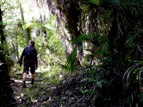 Walk bush Morere Thomas