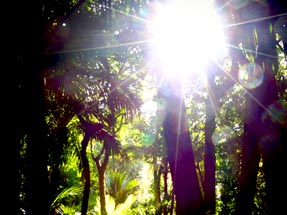 Nikau palm tree sunshine