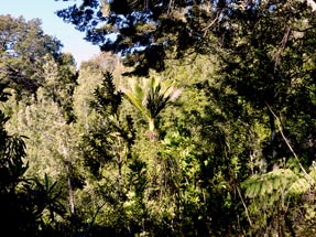 Nikau palm tree walk