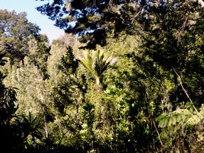 Nikau Palme Wald