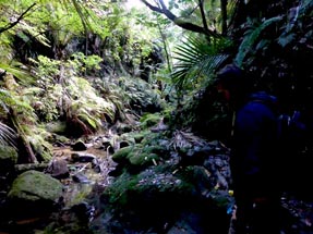 Walking path morere