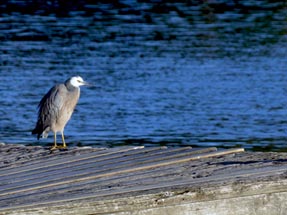 Heron picture