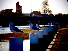 Seagulls on the poles