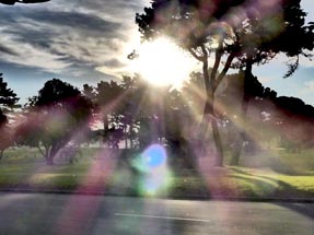 sun reflexions trees