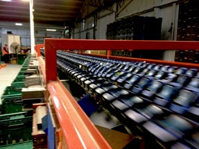 Belt sorting machine