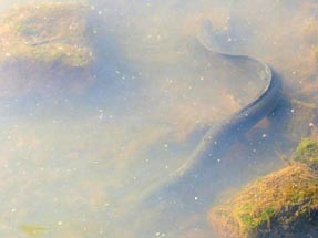 Eel in Whakatane