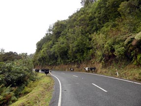 Cows on the street