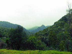 Forest panorama