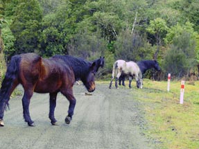 Horses on the road