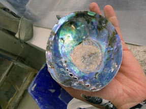 schillernde Paua