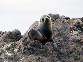 fur seal portrait