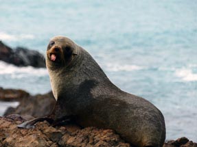 cheeky seal stone