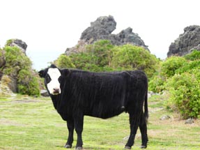 Cow Cape Palliser