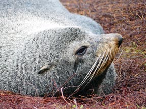 Fur seal close up