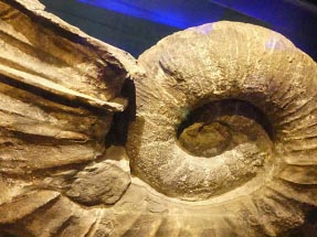 Seeschnecke fossiliert