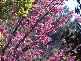 Blühender Baum