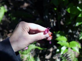 Geli Blüte
