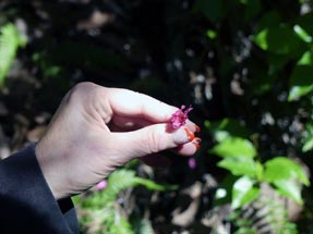 Geli flower