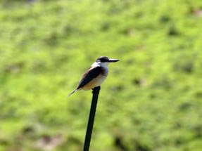 Kingfisher auf Stock