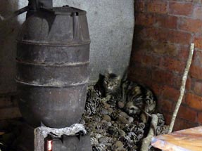 Katze am Ofen Purangi