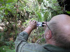 Ulli Kauri Tree