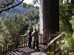 Kauri Baum zu groß