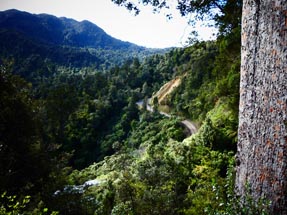 Wald Ausblick coromandel