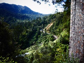 Bush Coromandel