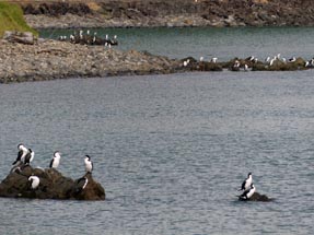 Pied shags Thames