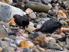 Oystercatcher Thames