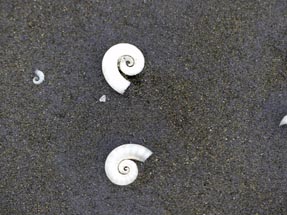weiße Schnecke Piha