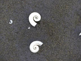 white shells Piha