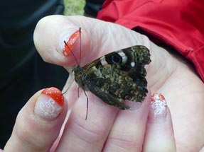 Schmetterling Geli Hand