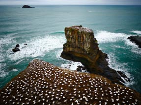 Hundreds gannets