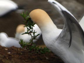 Nest material gannet