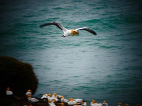 Gannet flight nesting material
