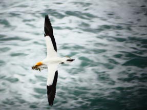 Flying Gannet