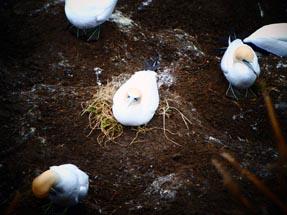 Gannet sits in the nest