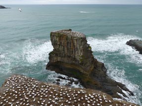 Colony gannets Muriwai